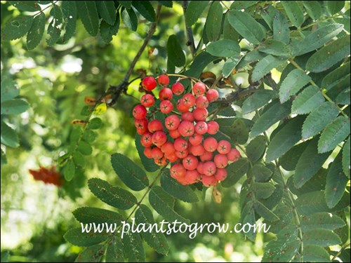 Blackhawk Mountain Ash (Sorbus aucuparia) 
Lots of berry-like drupes.